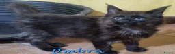 Maine Coon gatti in vendita: Stupendo cucciolo maschio Maine Coon ANFI a Città metropolitana di Milano - Annuncio 1