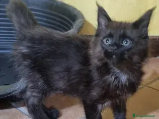 Maine Coon gatti in vendita: Stupendo cucciolo maschio Maine Coon ANFI - Annuncio 2