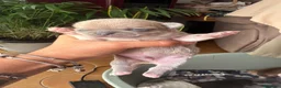 Chihuahua cani in vendita: cuccioli chihuahua - Annuncio 10