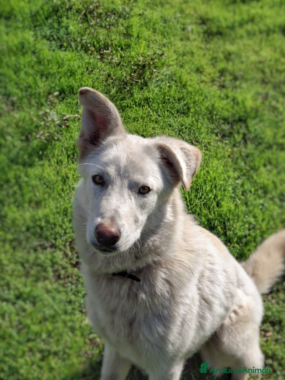 Meticcio cani in regalo: LUNA 🩷 - cucciola simil pastore/husky cerca casa - Annuncio 3