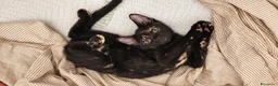 Meticcio gatti in vendita: Gattina dolce nera - Annuncio 2