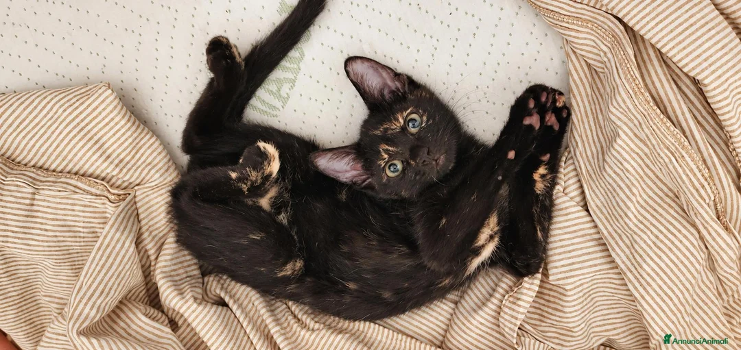 Meticcio gatti in vendita: Gattina dolce nera - Annuncio 2