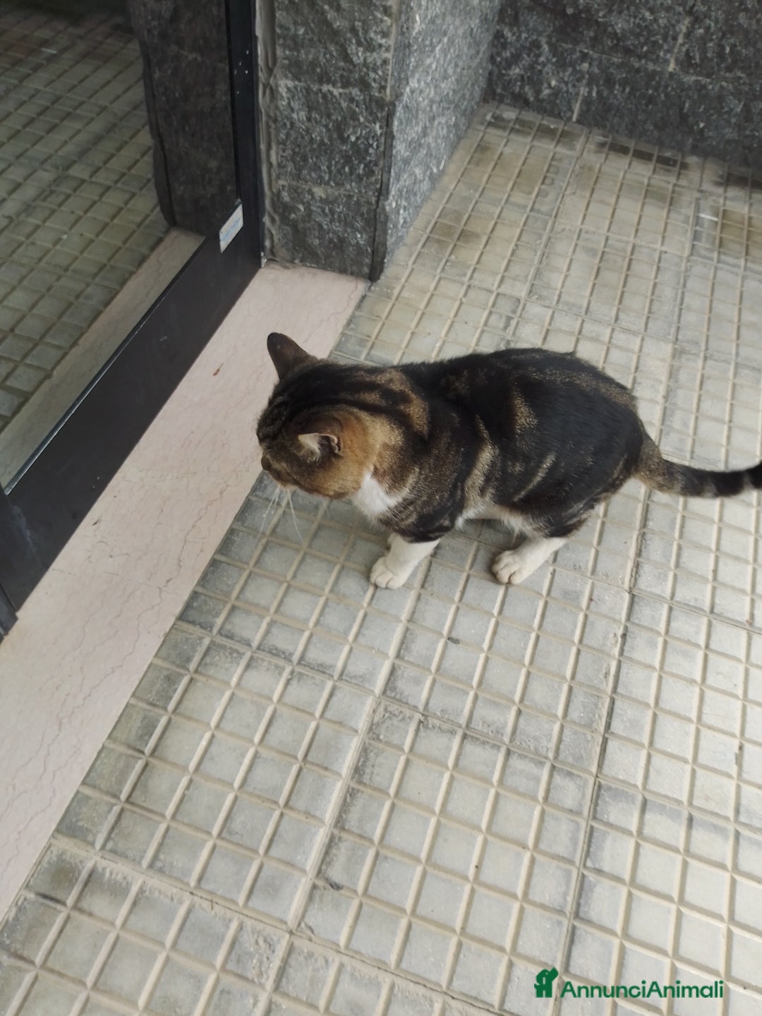 Europeo gatti in regalo: Gatto maschio cerca casa - Annuncio 3