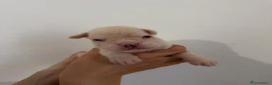 Boxer 2