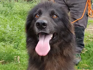 Pastore Belga cani Nerone bellissimo, buono,cerca casa - Annuncio 2
