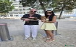 Bassotto cani in vendita: Cucciolo di Bassotto nano a pelo lungo a Città Metropolitana di Genova - Immagine 6