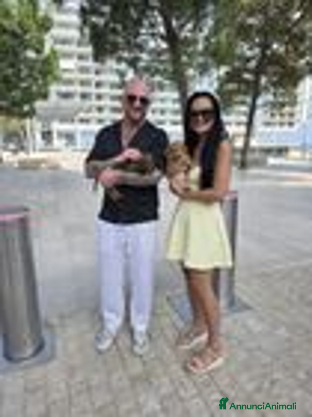 Bassotto cani in vendita: Cucciolo di Bassotto nano a pelo lungo a Città Metropolitana di Genova - Immagine 6