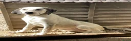 Meticcio cani in regalo: SOS SOS DOLCE CUCCIOLA a Provincia di Bergamo - Annuncio 11