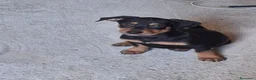 Meticcio cani in regalo: MIKY 💙 quegli occhioni dicono tutto 😍 a Provincia di Asti - Annuncio 2