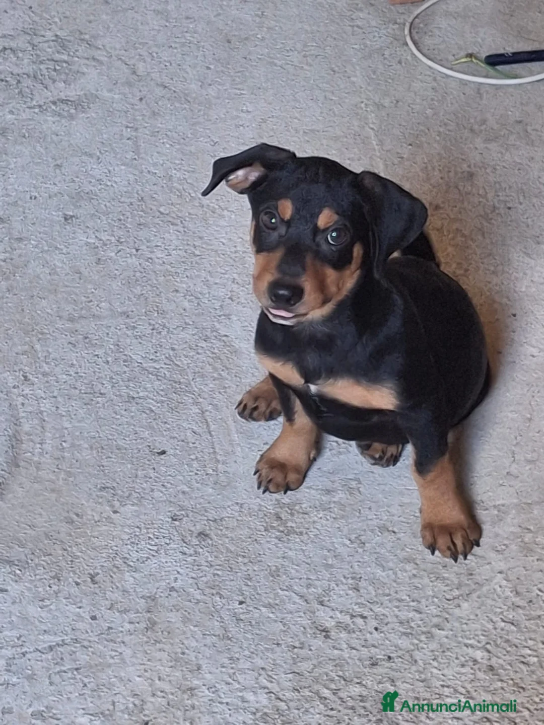 Meticcio cani in regalo: MIKY 💙 quegli occhioni dicono tutto 😍 a Provincia di Asti - Annuncio 2