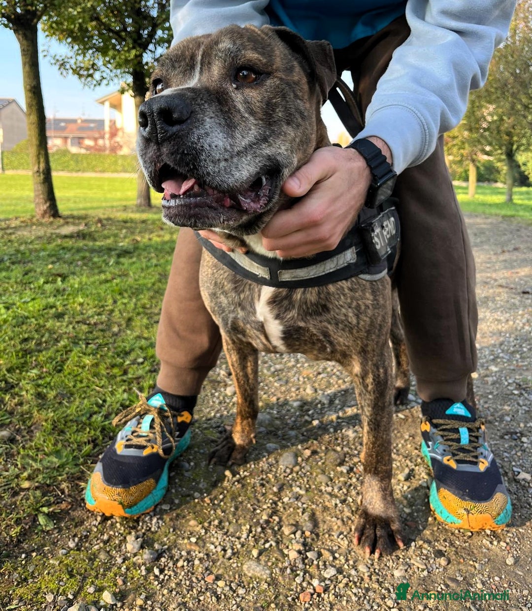 Meticcio cani in regalo: THOR PIT SIMPATICO - Annuncio 4