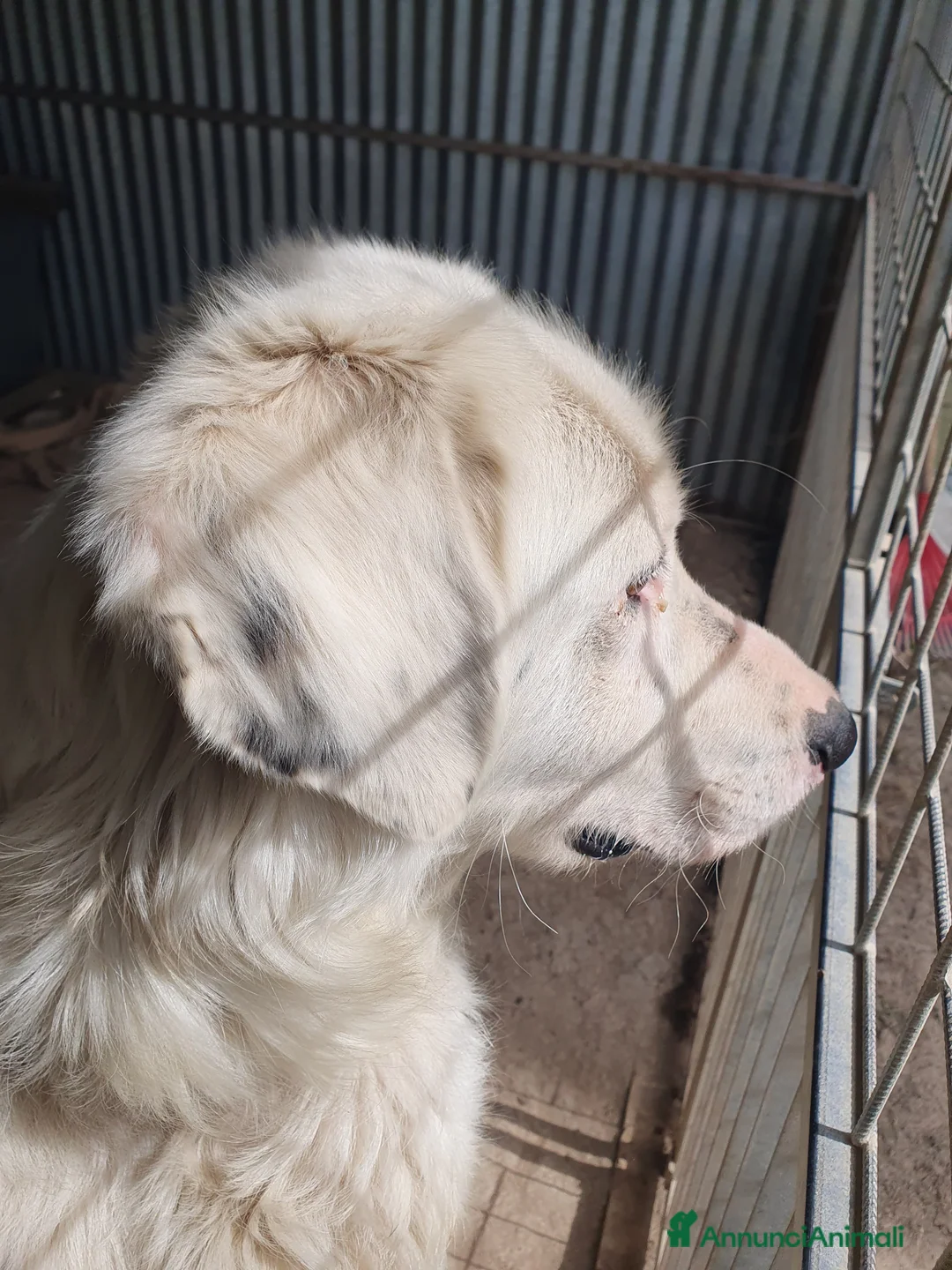 Meticcio cani in regalo: NEVE MIX GOLDEN RETRIEVER ALBINO a Provincia di Avellino - Annuncio 23