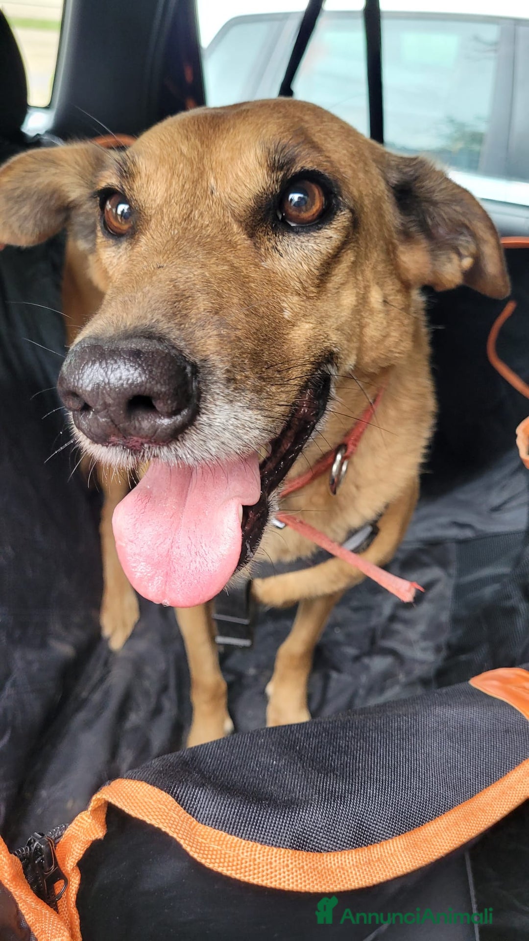 Meticcio cani in regalo: Splendida meticcia - FAITH - Annuncio 10