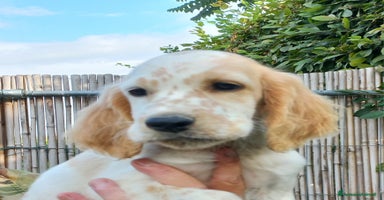 Setter Inglese cani a Provincia di Piacenza - Annuncio 4