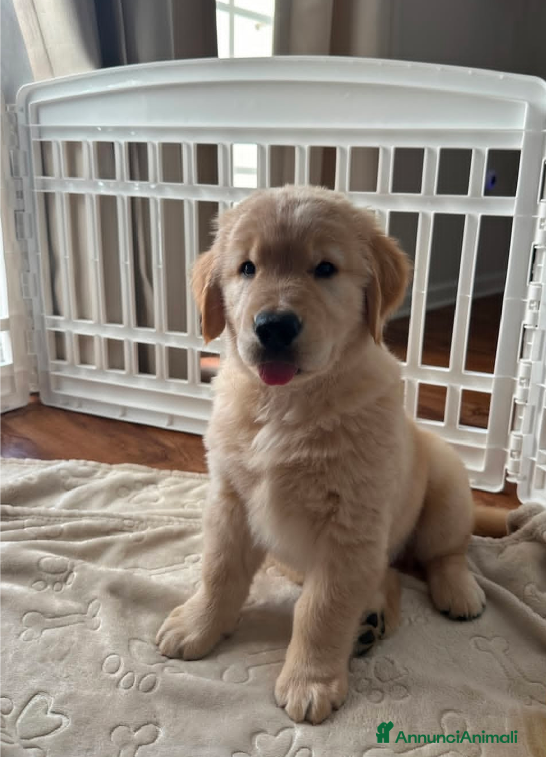 Golden Retriever cani in regalo: Cuccioli di Golden Retriever di razza pura  - Annuncio 3