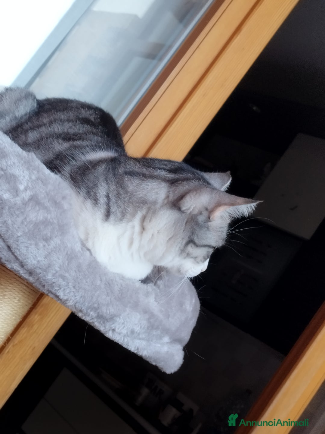 Meticcio gatti in regalo: Regalo gattina affettuosa  - Annuncio 5