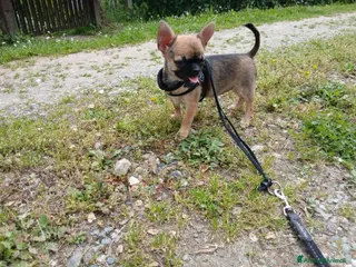 Chihuahua cani Chihuahua femmina pedigree Enci - Annuncio 5