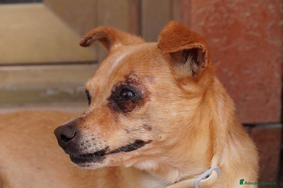 Altre razze gatti in regalo: Nocciola, derivato pinscher detto pierrot - Annuncio 10