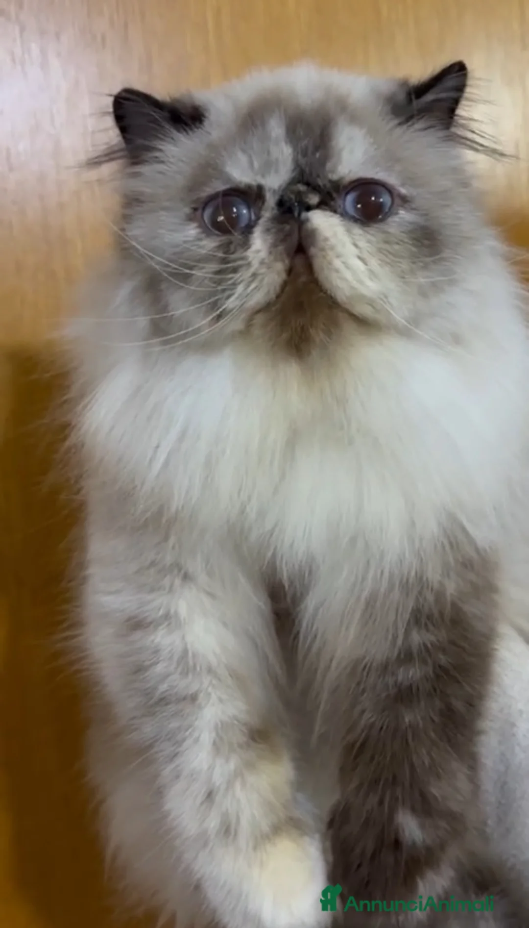 Persiano gatti in vendita: Cucciolo di gatto persiano - Annuncio 1