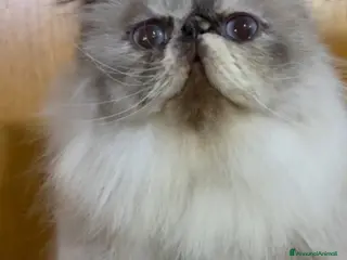 Persiano gatti Cucciolo di gatto persiano - Annuncio 1