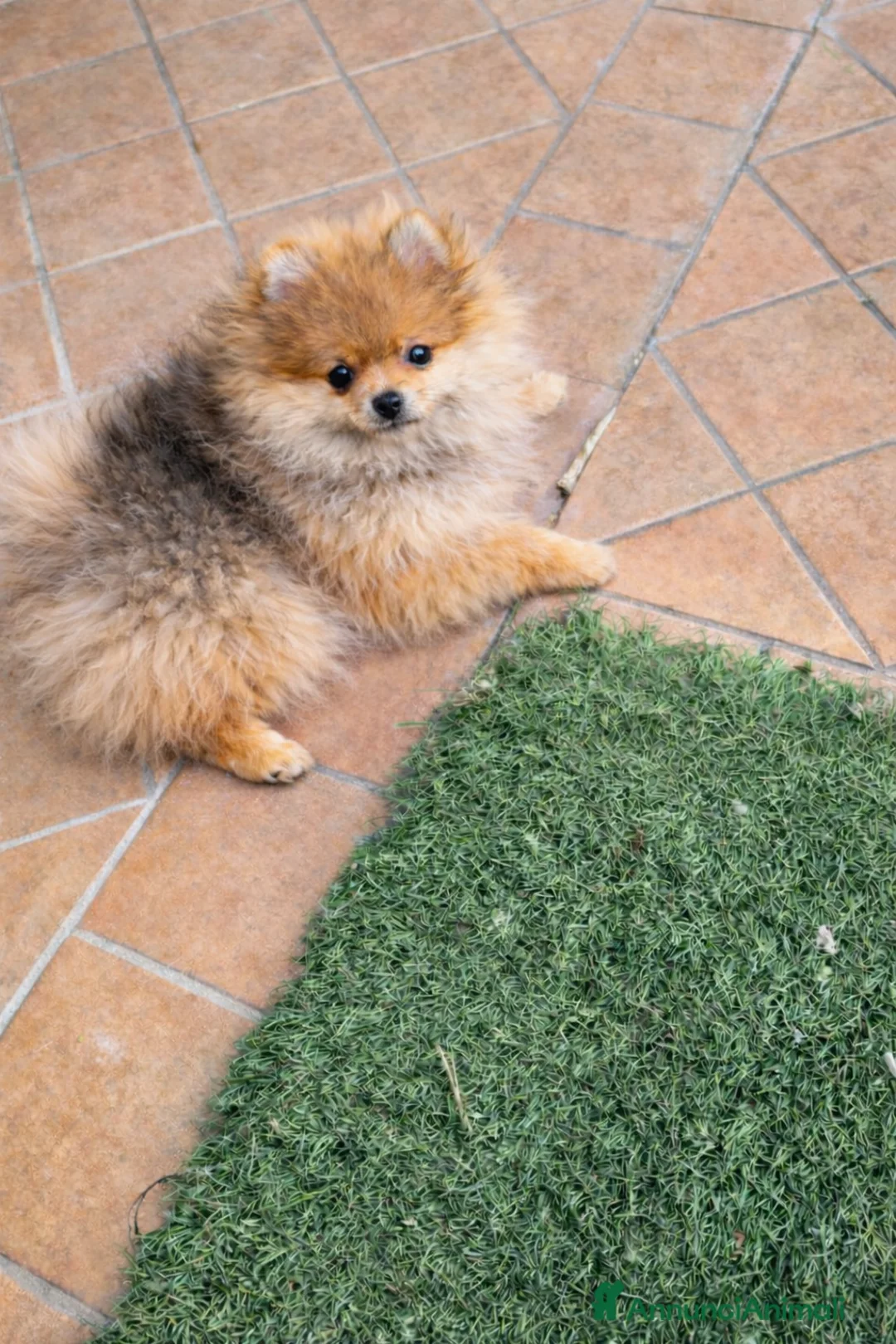 Volpino Pomerania cani in vendita: Cucciolata volpino pomerania pedigree - Annuncio 3