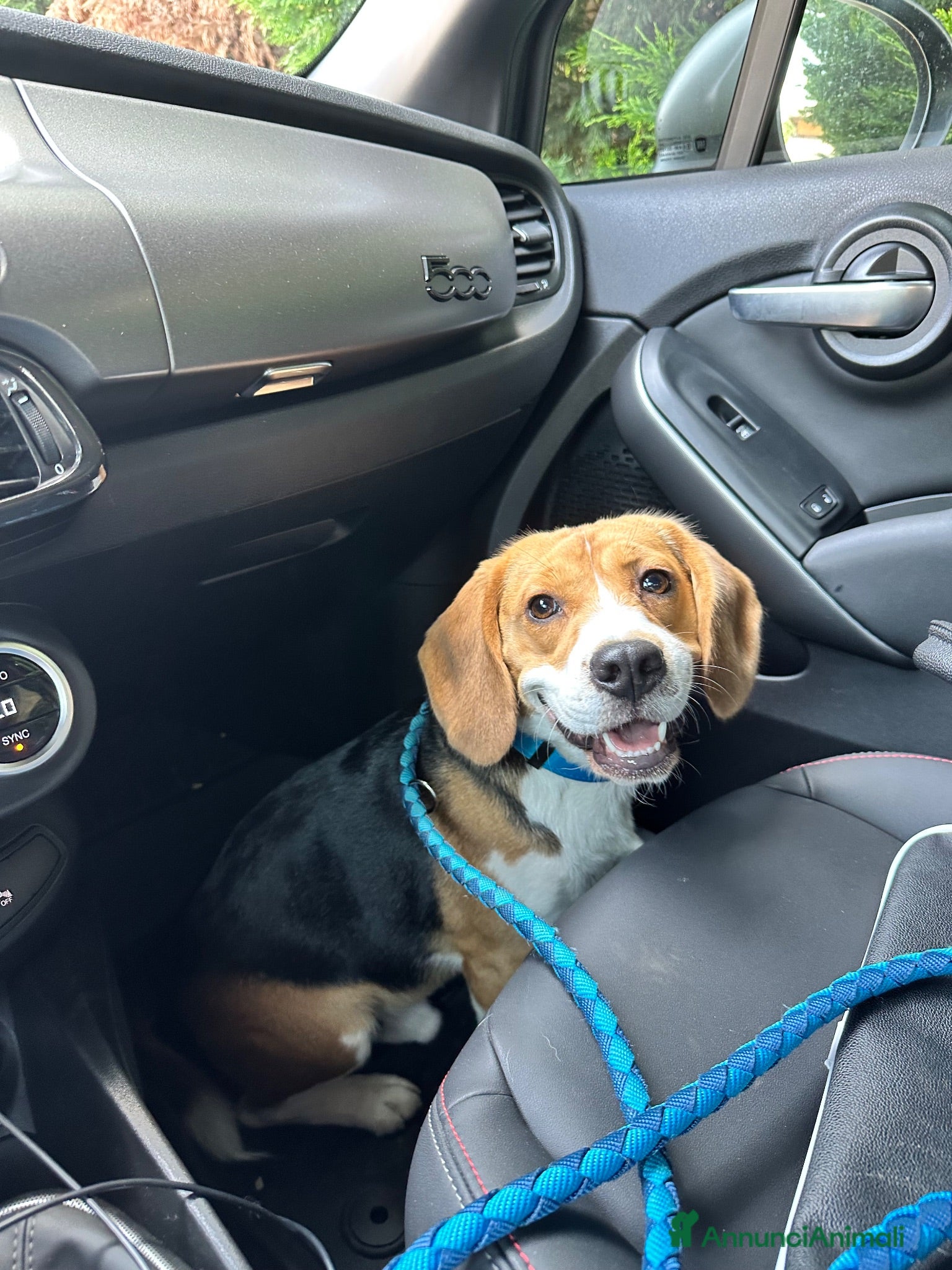 Beagle cani Beagle da Monta  - Annuncio 37