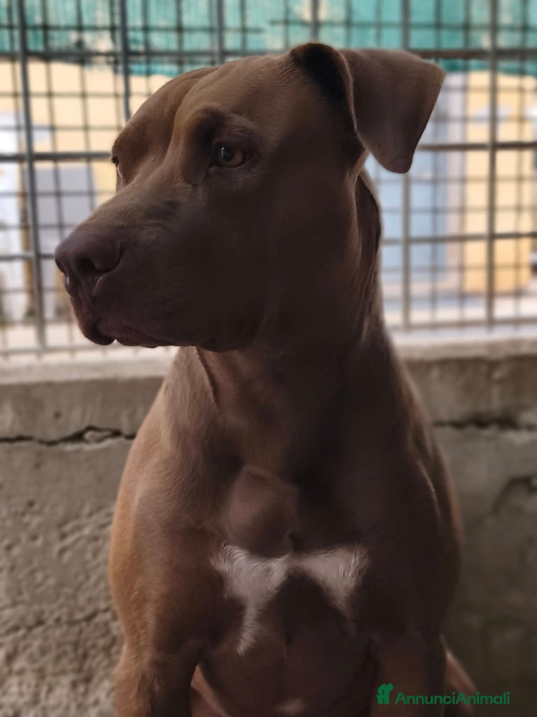 Pitbull cani in regalo: Jago aspetta ancora il suo riscatto  a Città Metropolitana di Bari - Annuncio 7