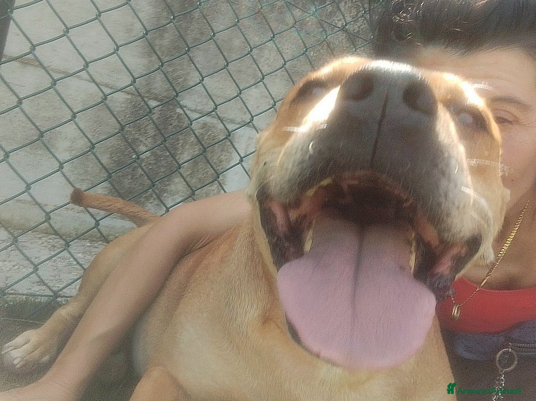 Pitbull cani in regalo: Kira pitbull 10 anni - Annuncio 5