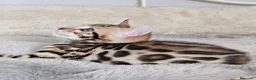Bengala gatti in vendita: Splendidi cuccioli di bengala - Annuncio 7