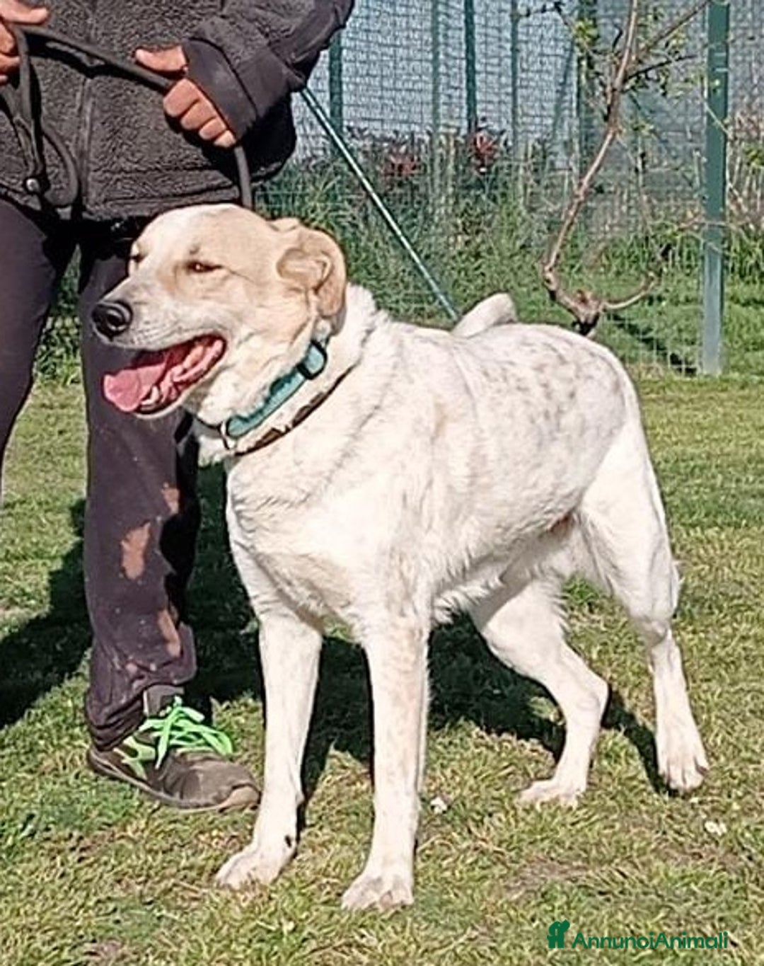 Meticcio cani in regalo: Bob cerca casa da tanto tempo... a Città metropolitana di Milano - Annuncio 6