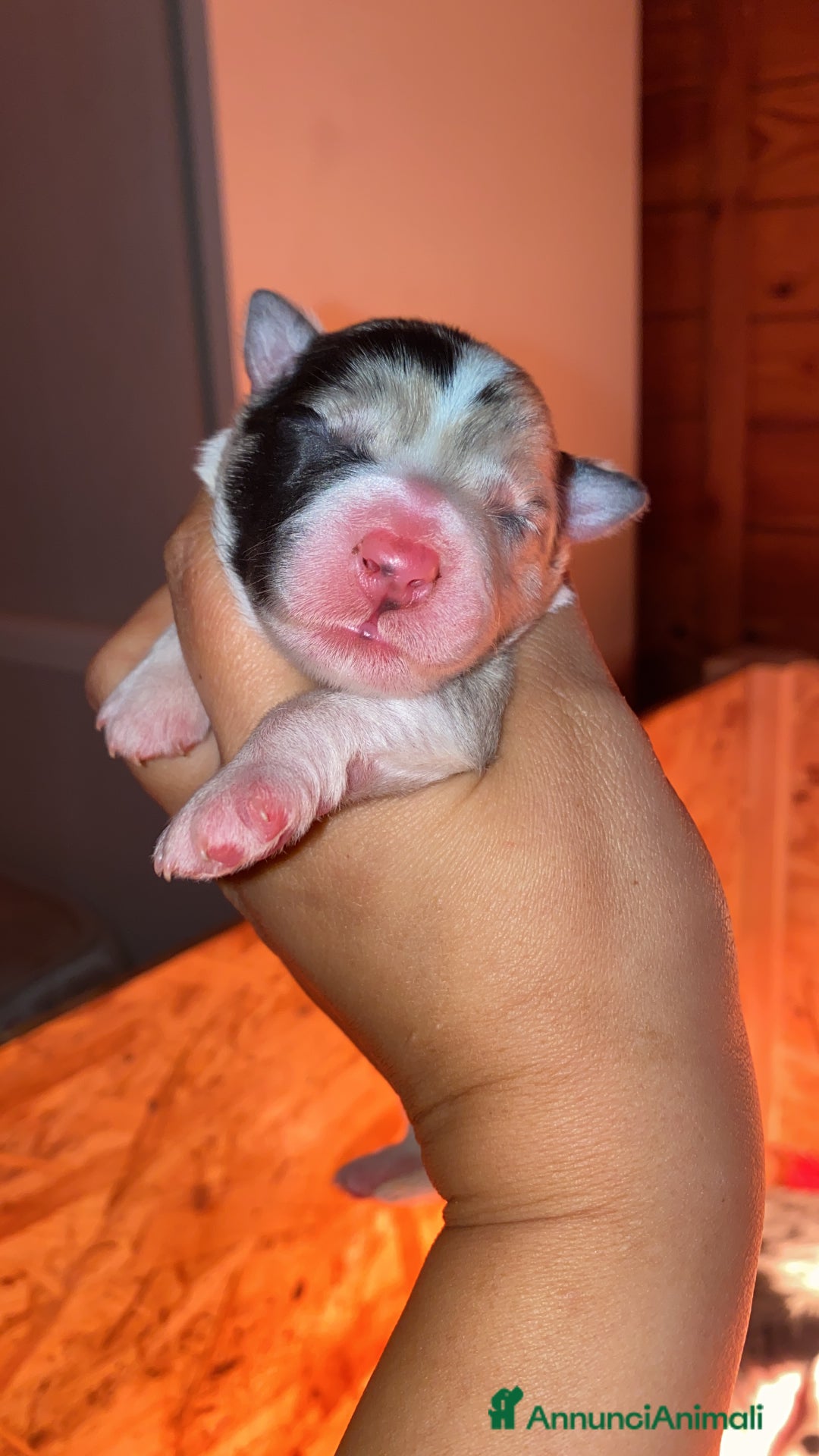 Border Collie cani in vendita: Border collie merle e neri - Annuncio 6