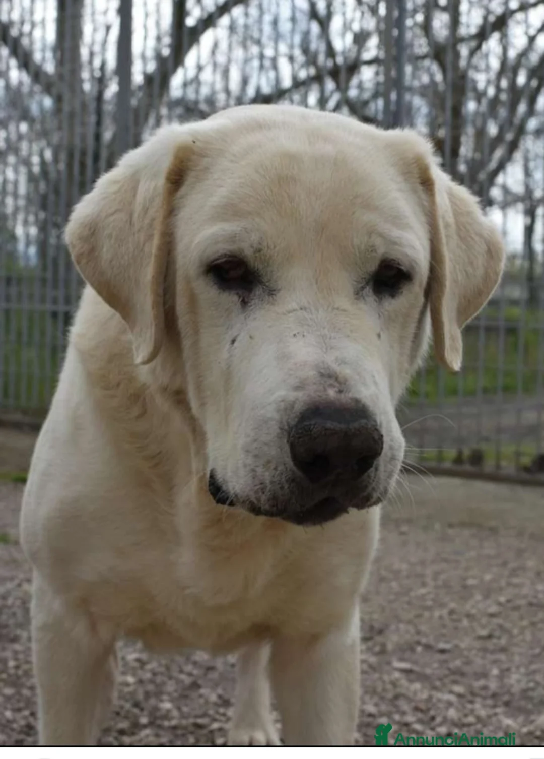 Labrador cani in regalo: Labrador adulto mollato in canile 1anno fa.NAPOLI a Città metropolitana di Milano - Annuncio 1