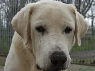 Labrador cani Labrador adulto mollato in canile 1anno fa.NAPOLI a Città metropolitana di Milano - Annuncio 17