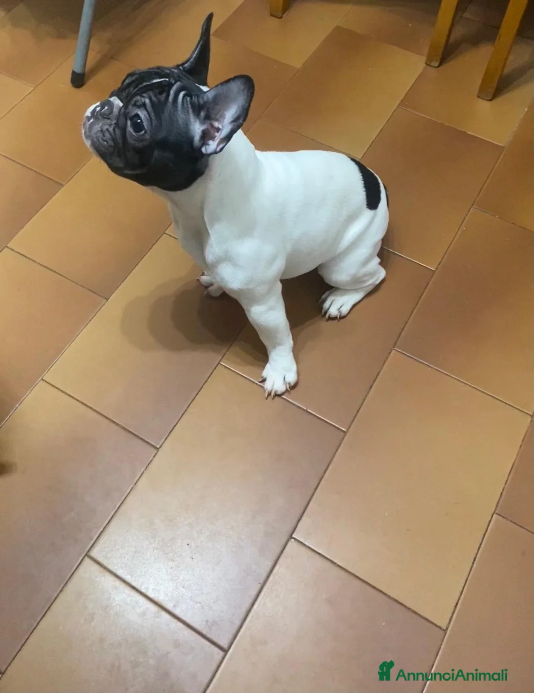 Bulldog Francese cani in vendita: Bulldog francese cucciolo  - Annuncio 5