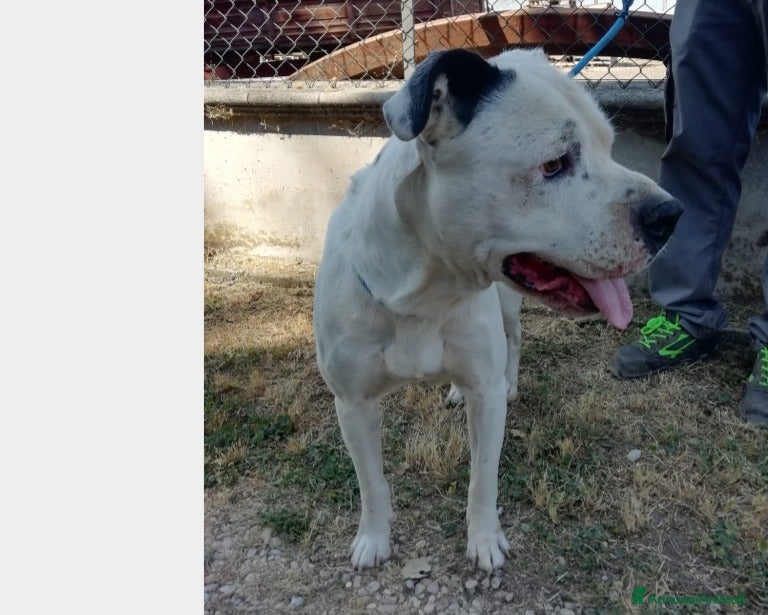 Meticcio cani Klaus dolcissimo testone cerca casa a Roma - Annuncio 7