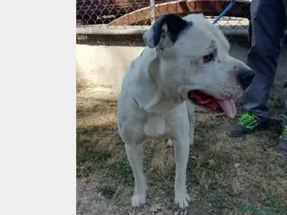 Meticcio cani Klaus dolcissimo testone cerca casa a Roma - Annuncio 21