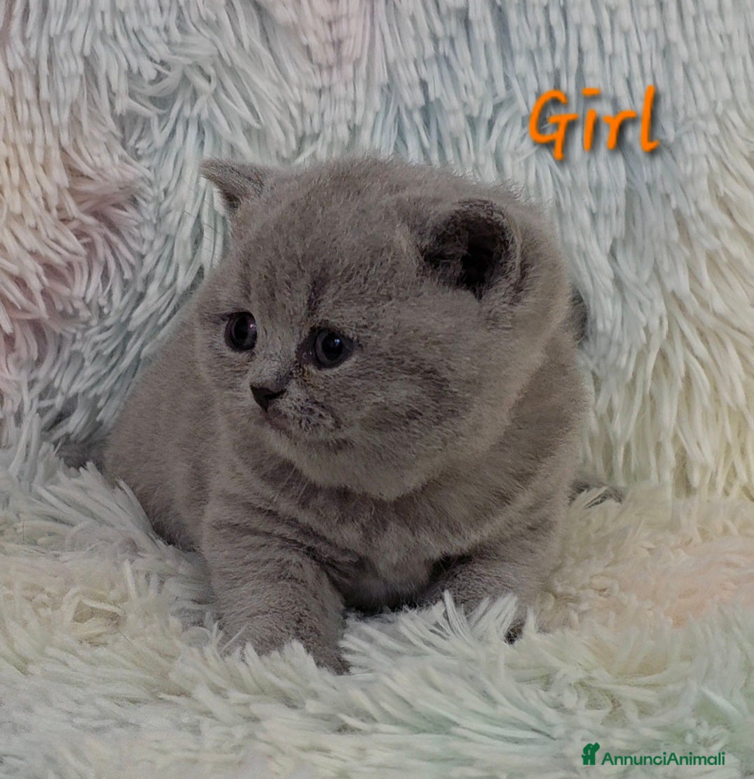 British gatti in vendita: Cucciole British shorthair  - Annuncio 8