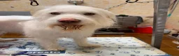Meticcio cani in regalo: BUTTATO VIA DALLA SUA PADRONA... a Città Metropolitana di Bologna - Annuncio 1