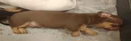 Pinscher Tedesco cani in vendita: Cuccioli pincher  a Provincia di Reggio Emilia - Annuncio 1