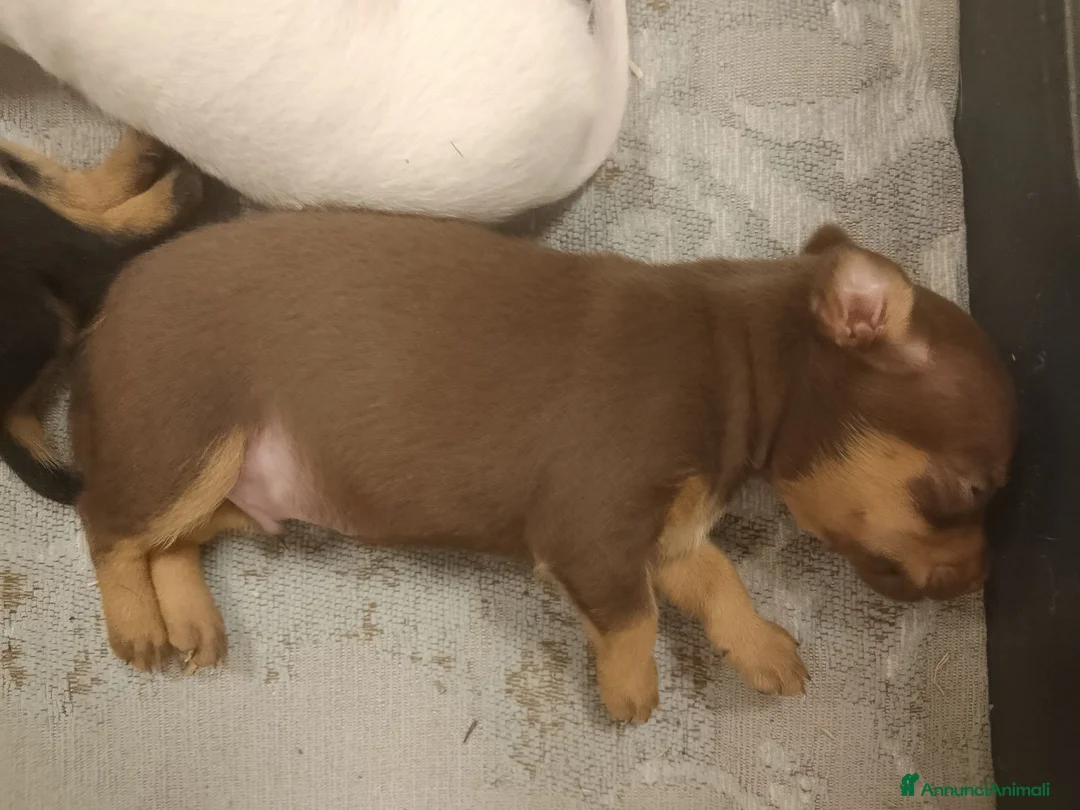 Pinscher Tedesco cani in vendita: Cuccioli pincher  a Provincia di Reggio Emilia - Annuncio 1