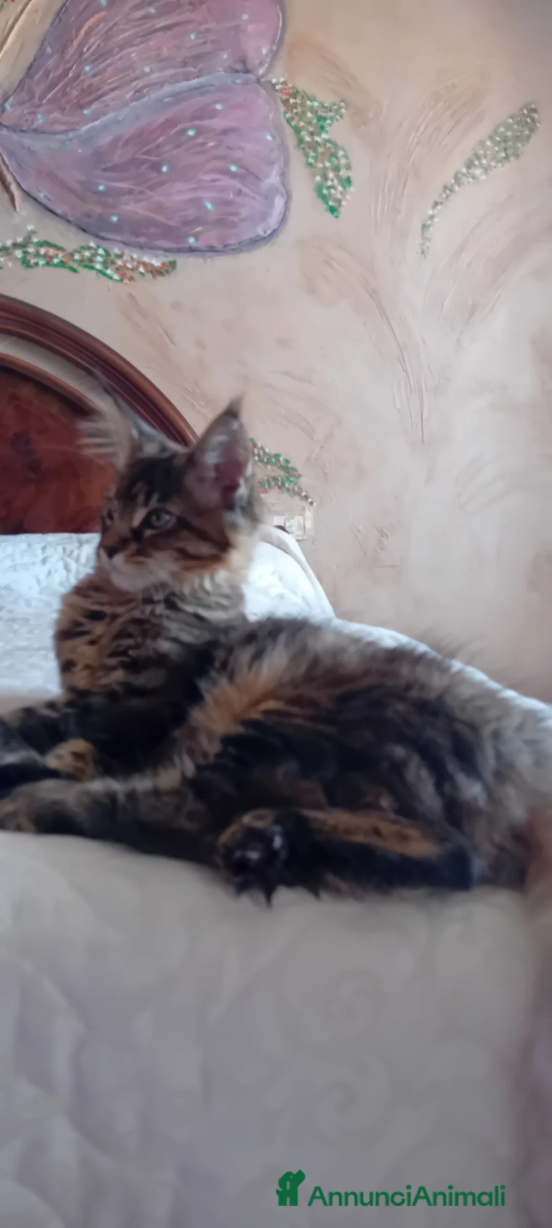 Maine Coon gatti in vendita: MAINE COON AMERICANA XXL  - Annuncio 2