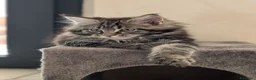 Maine Coon gatti in vendita: Cucciole di Maine Coon  - Annuncio 4