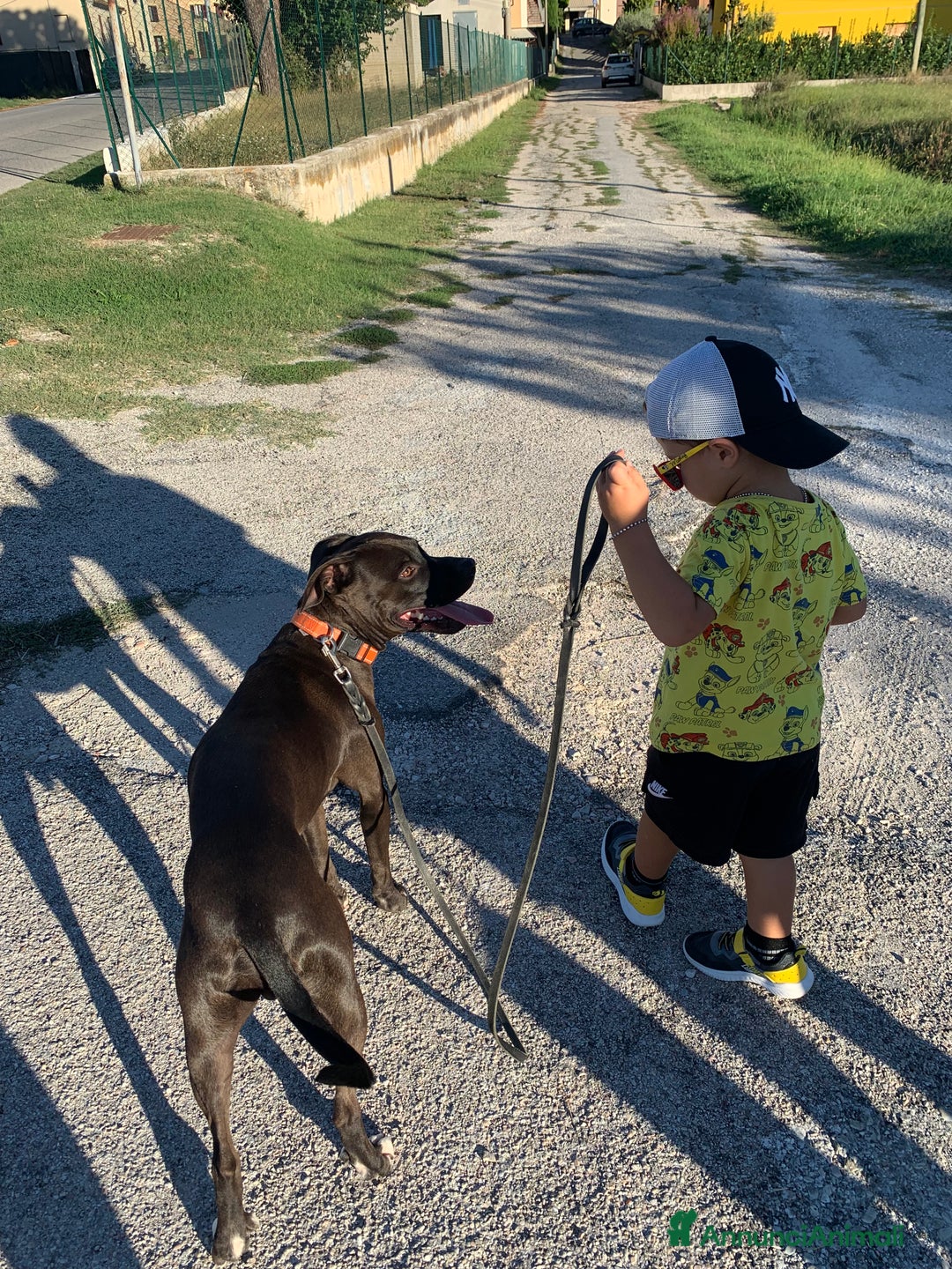 Pitbull cani in regalo: Chester Pitbull 2 anni maschio - Annuncio 10