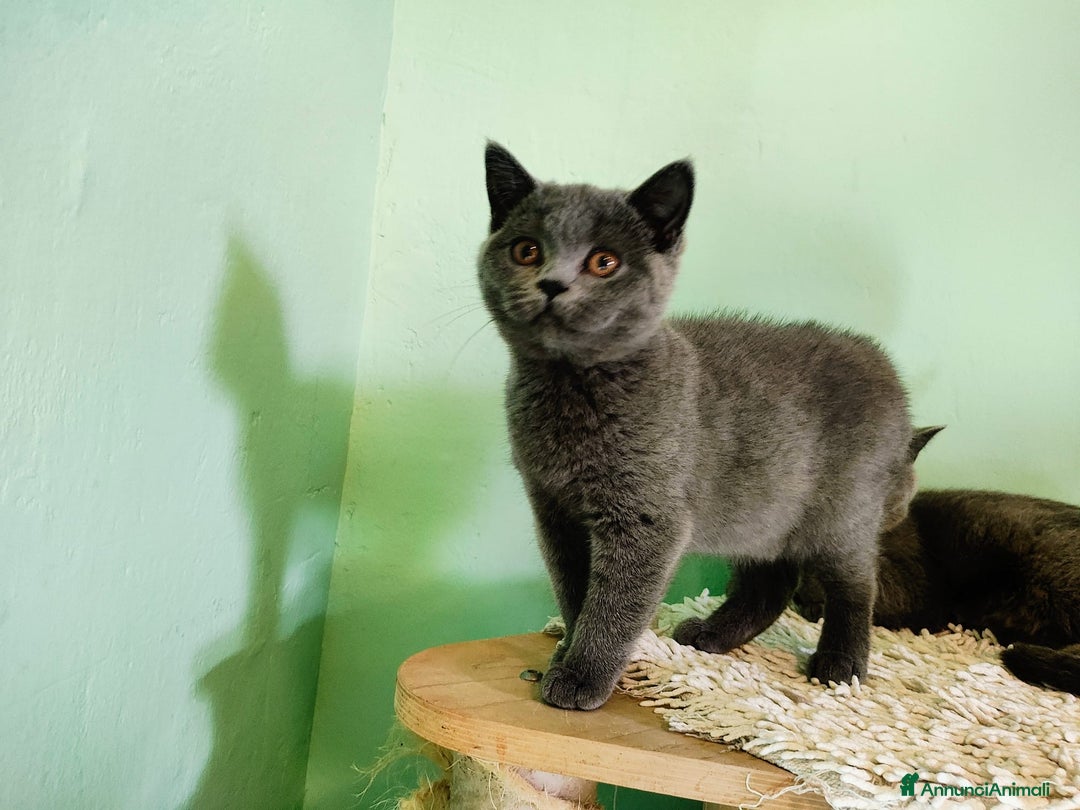 British gatti in vendita: Cucciolo British Femmina Manto Blu - Annuncio 3