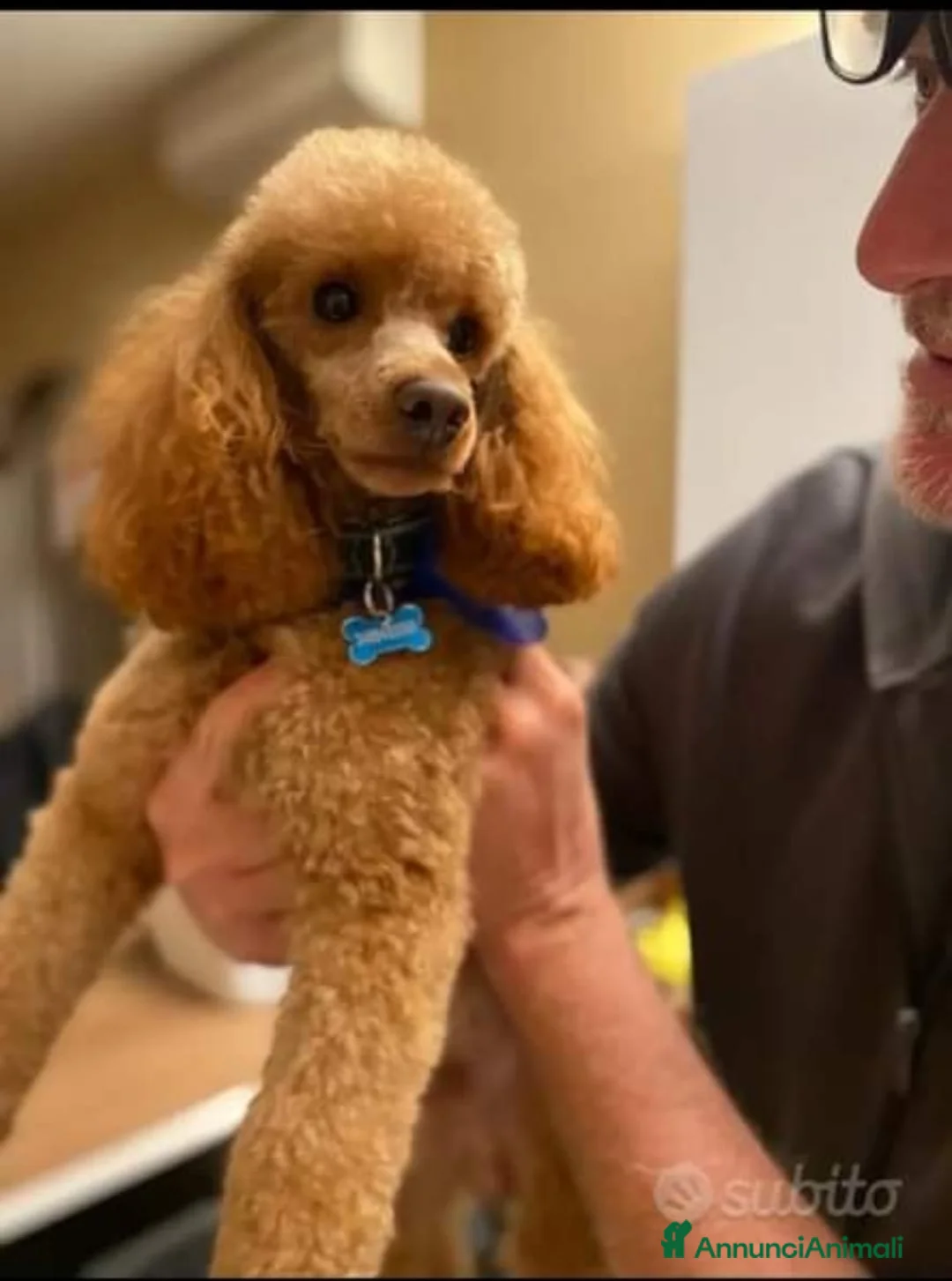 Barboncino cani per accoppiamento: Barboncino pedigree accoppiamento monta  - Annuncio 2