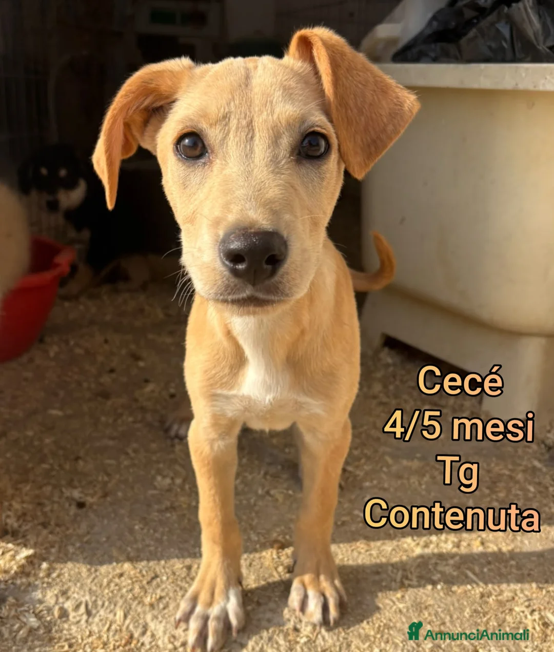 Meticcio cani in regalo: Teneri cuccioli in cerca di casa a Provincia di Modena - Annuncio 2