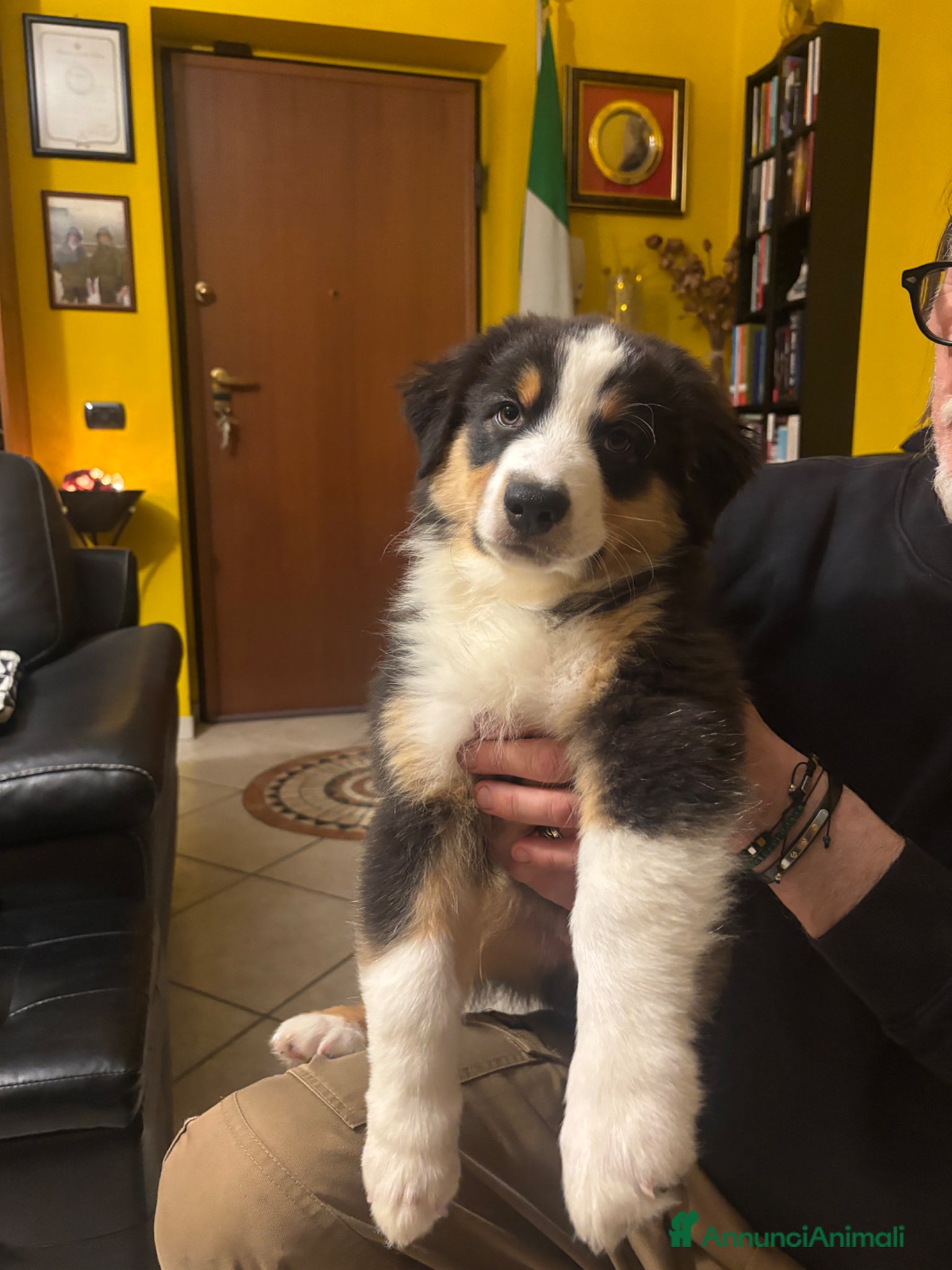 Australian Shepherd cani 2 cuccioli di pastore australiano  - Annuncio 1