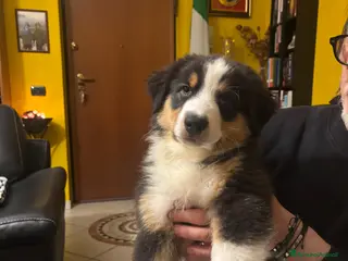 Australian Shepherd cani 2 cuccioli di pastore australiano - Annuncio 4