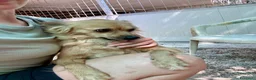 Meticcio cani in regalo: Roxana e Basilio: adozione di coppia nonnini - Annuncio 14