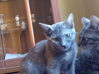 Meticcio gatti SOS SOS TEMPESTA - Annuncio 25